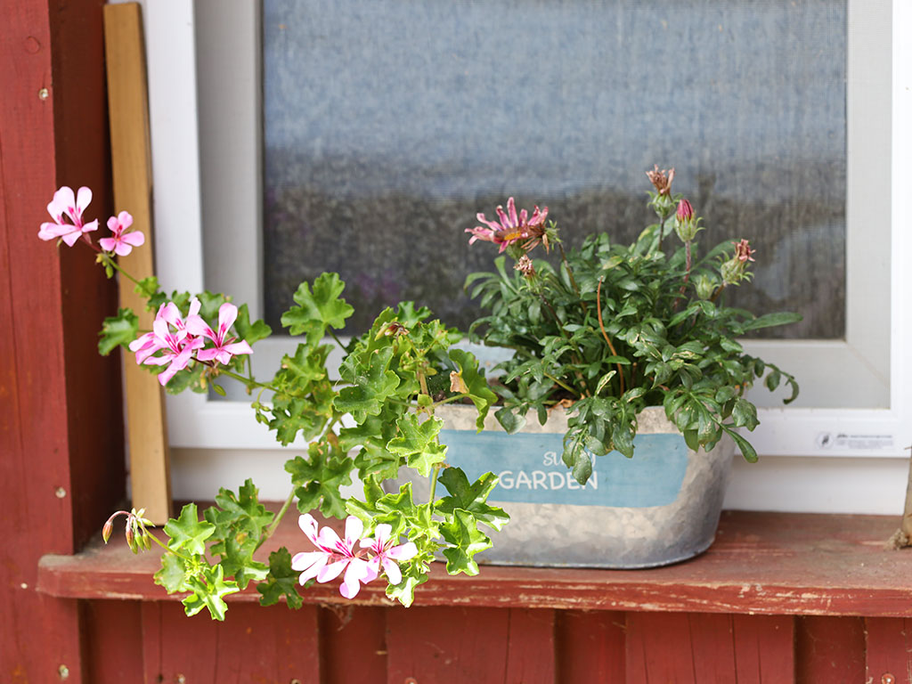 Blumen am Fenster