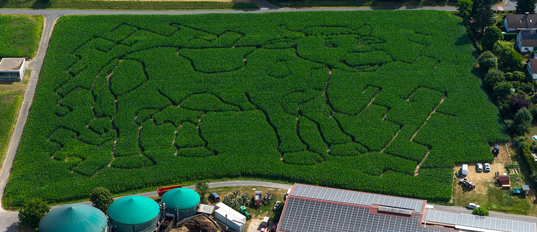 Maislabyrinth