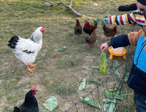 Das Abenteuerland goes Weidenhof